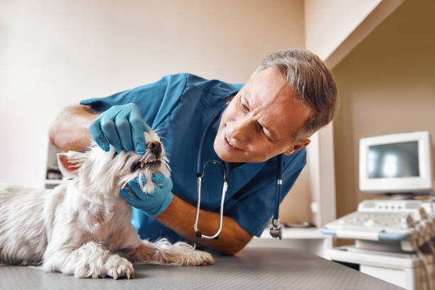 Best Broken or Chipped Tooth Repair in Hopwood, PA